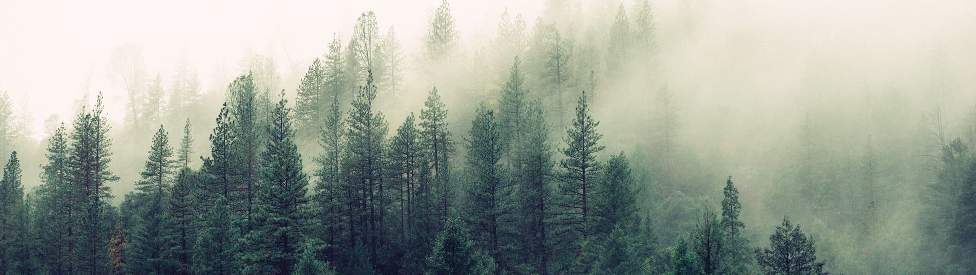 holzwunder